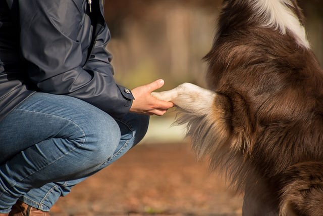 Besuchshund Geld verdienen